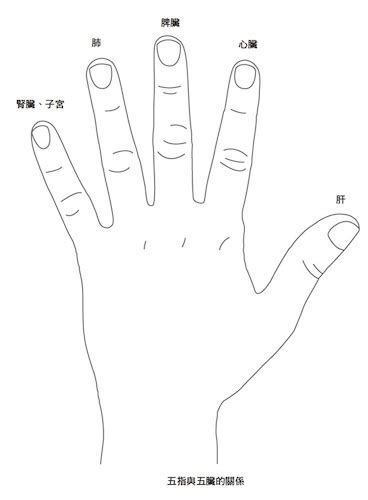 手指對應五臟|手指頭按一按，改善自律神經還能保養五臟！中醫師教。